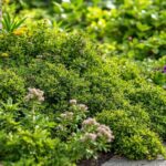 Plantes Île-de-France : guide complet des espèces locales et conseils de jardinage